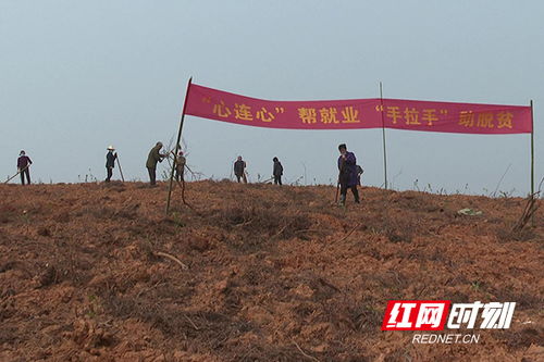 灵丘县第八届塞上插秧节以稻为笔，绘就乡村振兴蓝图